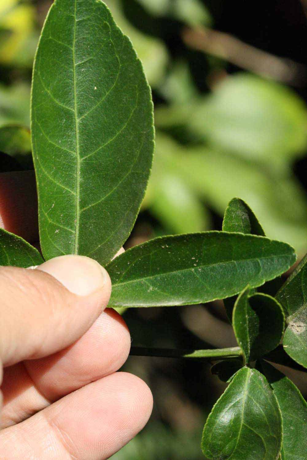              Leaflet (Riverside, CA)       